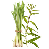 Luxury Reed Diffuser - Lemongrass & Verbena 115ml