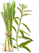 Hand Poured Luxury Candle - Lemongrass & Verbena 640g (Unboxed)